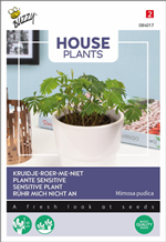 Buzzy House Plants -huonekasvien siemenet