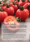 Tomaatin kasvatusohjeet