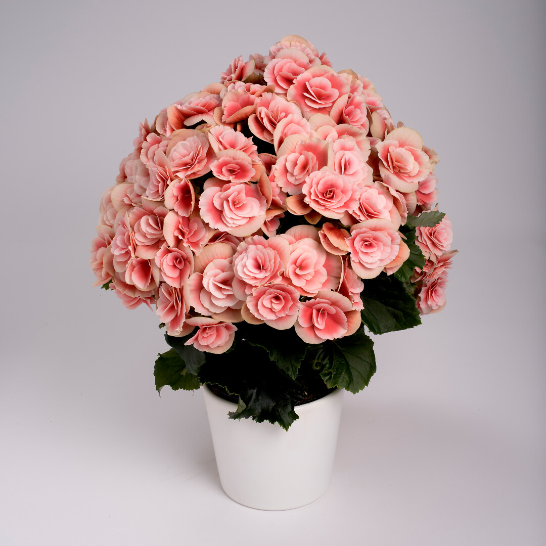 Begonia elatior Borias®