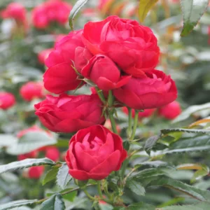 Rosa hybrid Morsdag