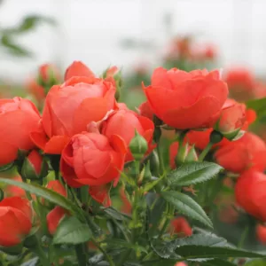 Rosa hybrid Orange Morsdag