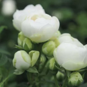 Rosa hybrid Snövit