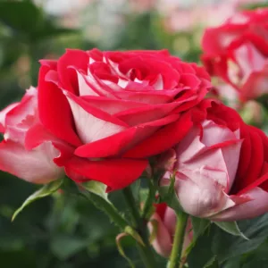 Rosa hybrid Twin Flower Circus®