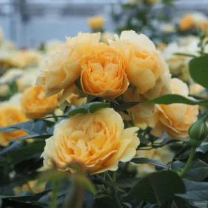 Rosa hybrid Mandarina Kordana®