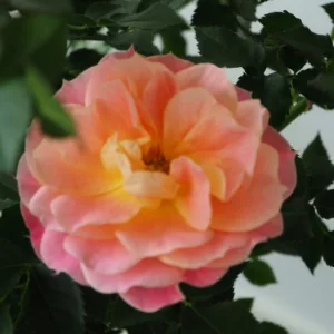 Rosa hybrid Mandarin®