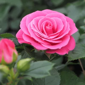 Rosa hybrid Violet Hit®