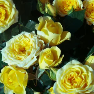 Rosa hybrid Sunbeam Kordana®