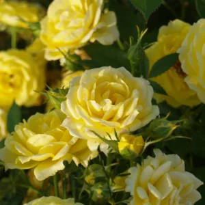 Rosa hybrid Sun Hit®