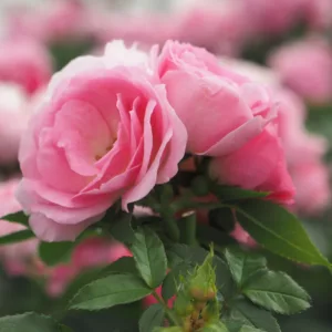 Rosa hybrid Queen Of Schetelig®
