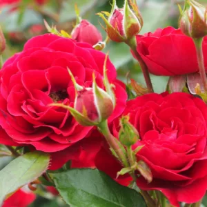 Rosa hybrid Roxy Kordana®