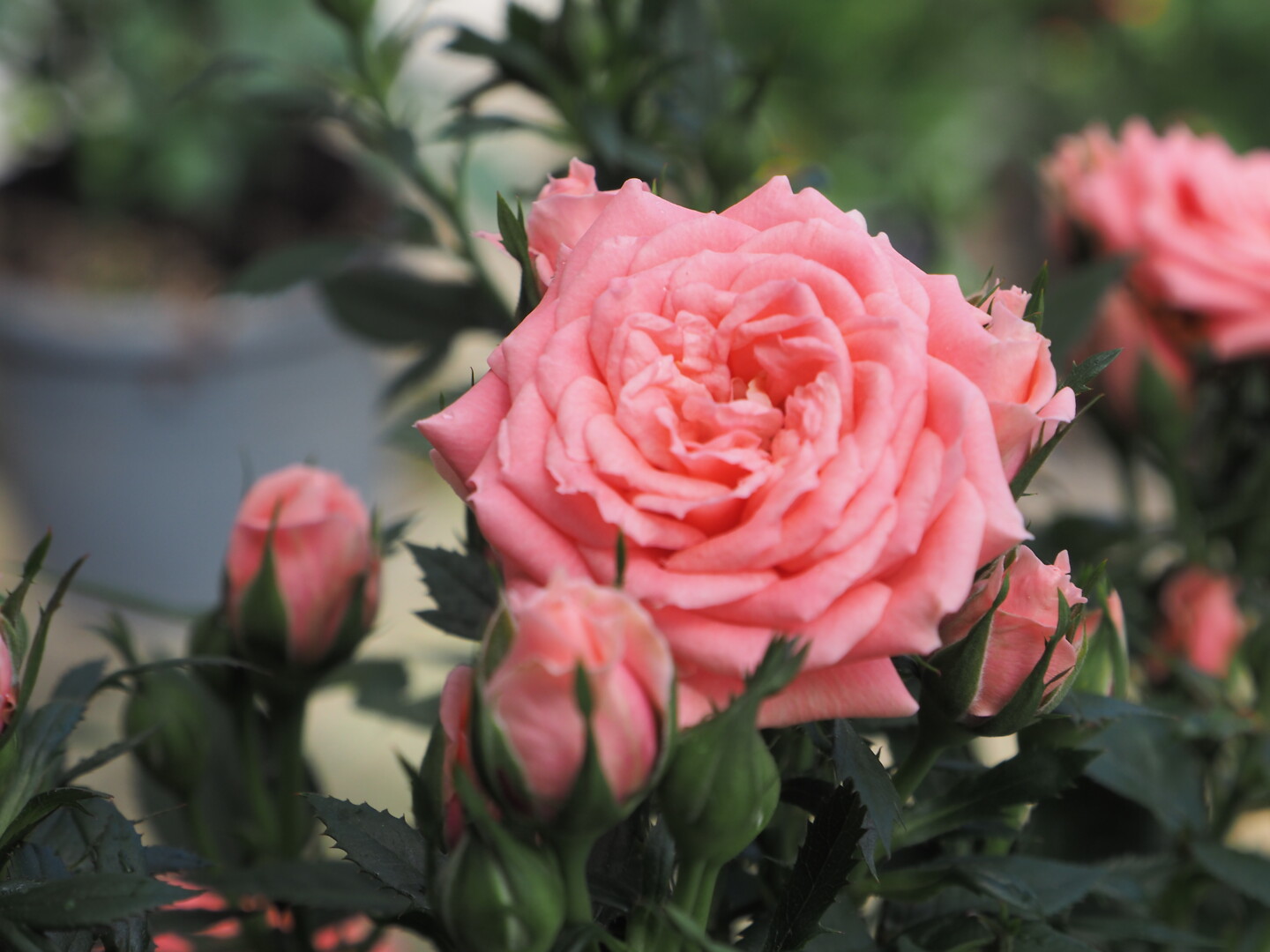 Rosa hybrid Honey Kordana®