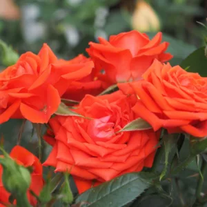 Rosa hybrid Calibra Kordana®