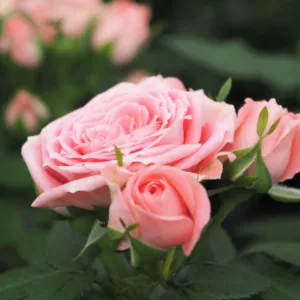 Rosa hybrid Chica Kordana®