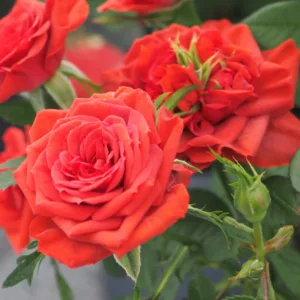 Rosa hybrid Maidy Kordana®