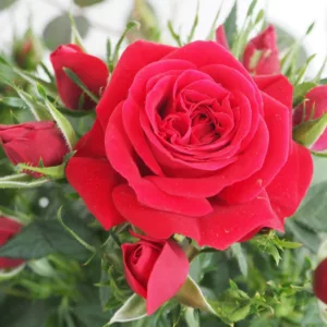 Rosa hybrid Kiss Kordana®