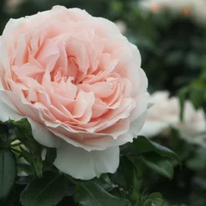 Rosa hybrid Cream Flower Circus®