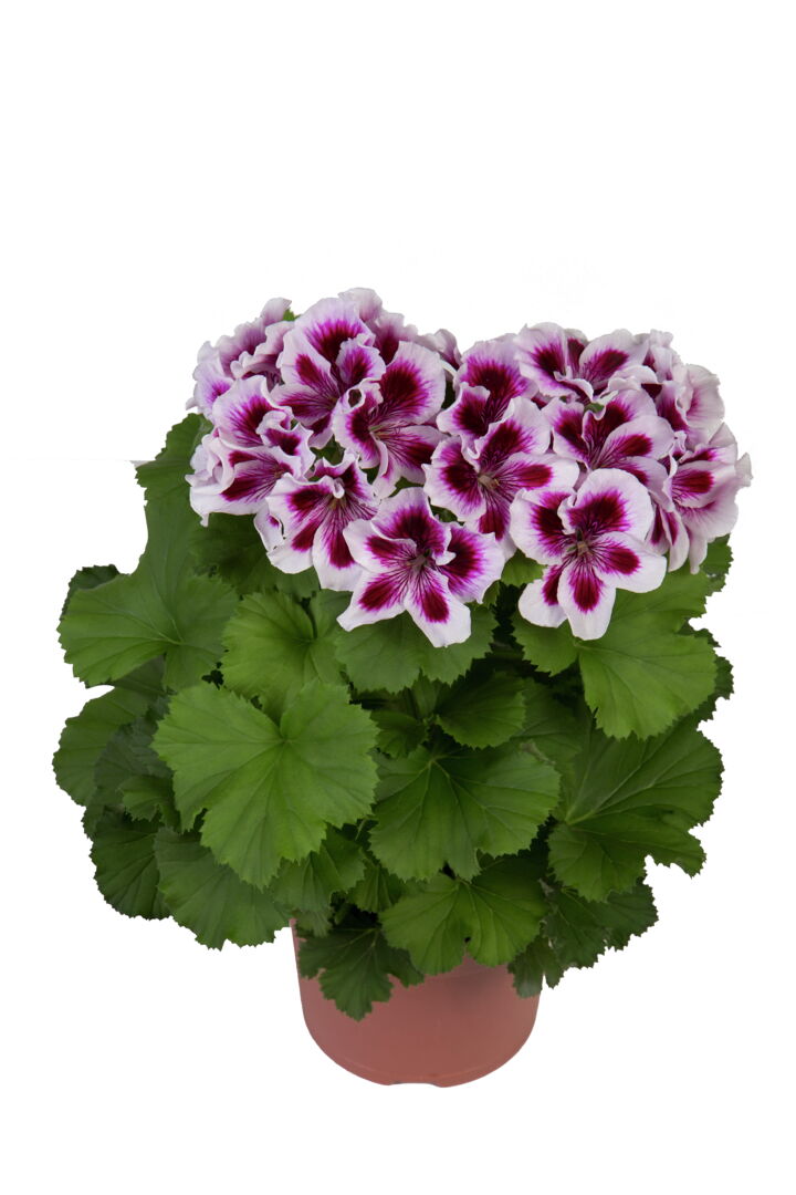 Pelargonium domesticum Regalia Lilac