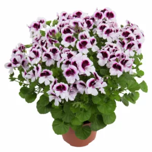 Pelargonium domesticum Mosquitaway Lizzy
