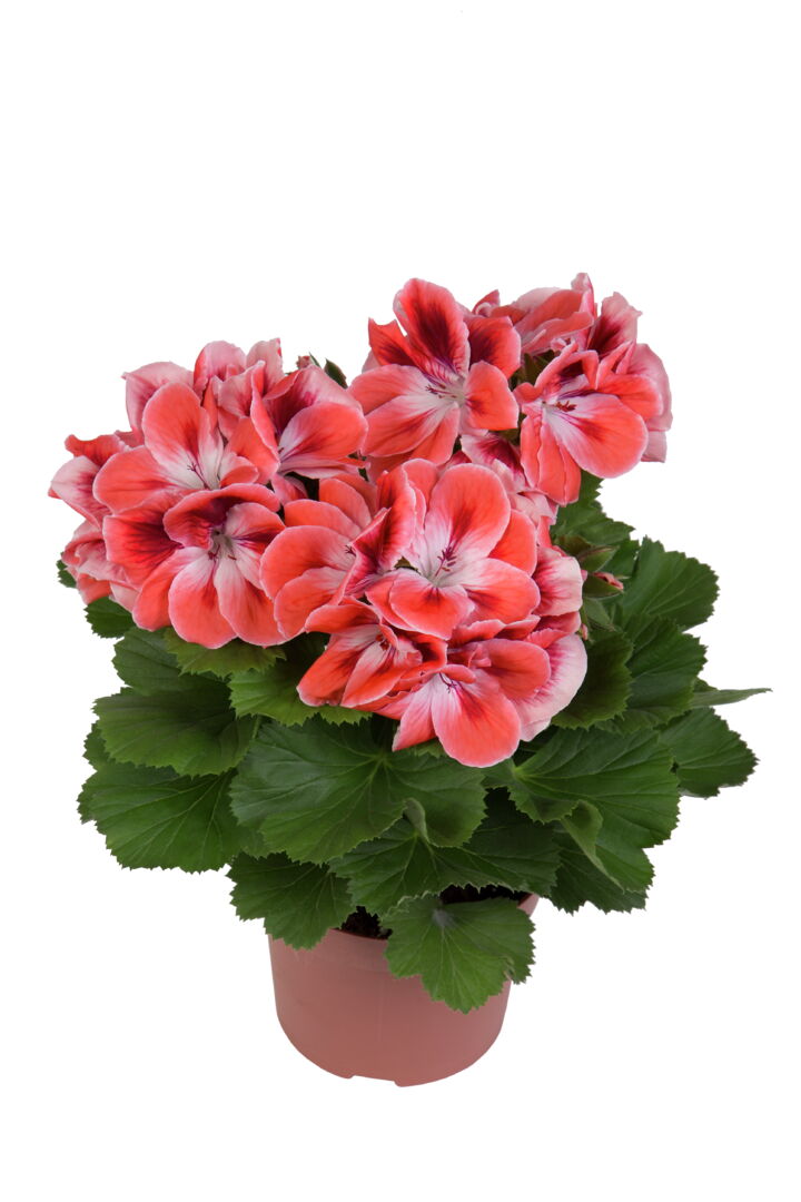 Pelargonium domesticum Manderin