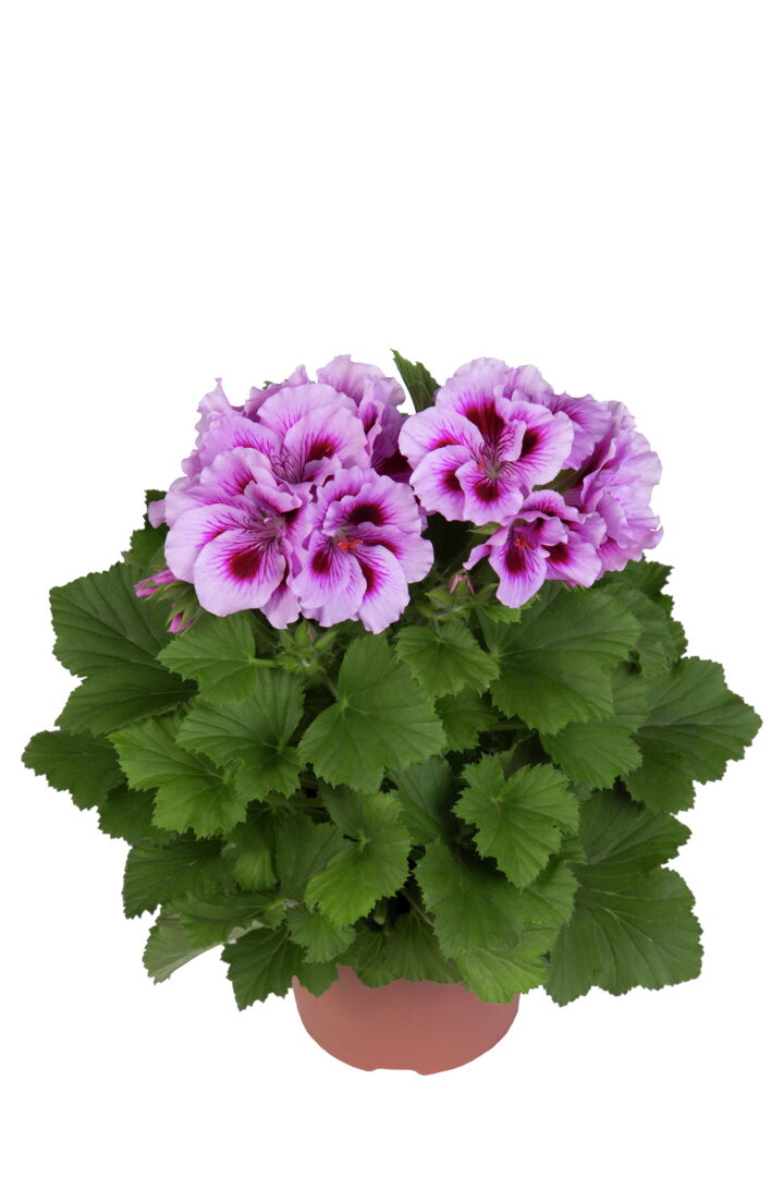 Pelargonium domesticum Cynthia