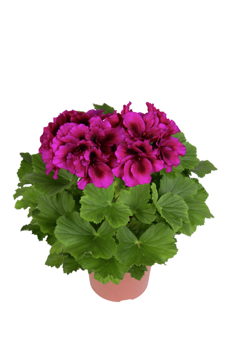 Pelargonium domesticum Burghi