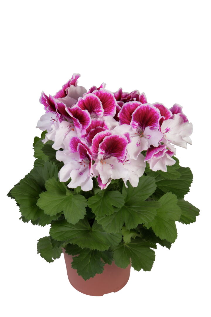 Pelargonium domesticum Elegance Bravo