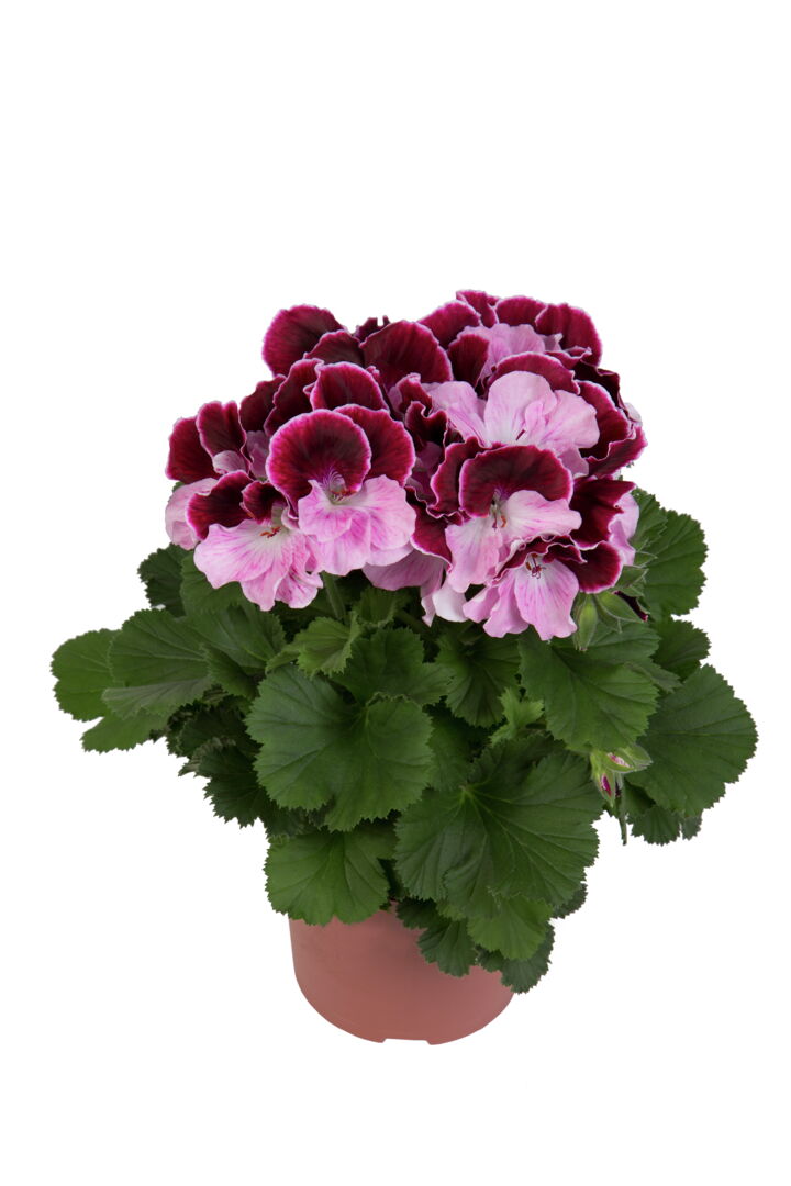 Pelargonium domesticum Elegance Jeanette