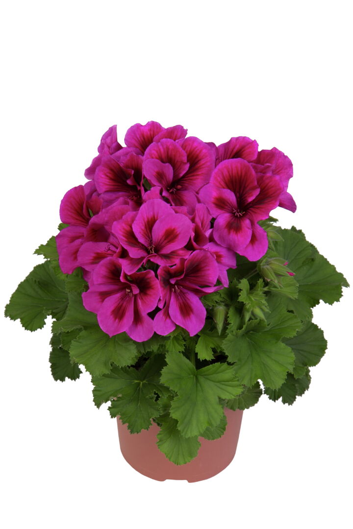 Pelargonium domesticum Elegance Adriana