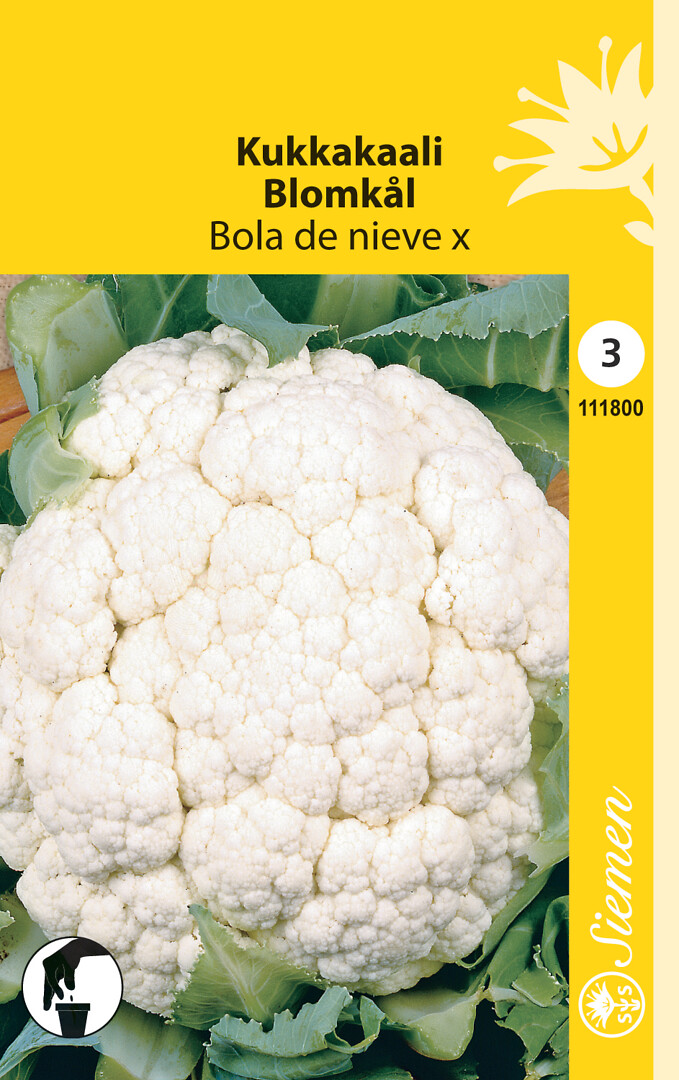 Kukkakaali Bola De Nieve X