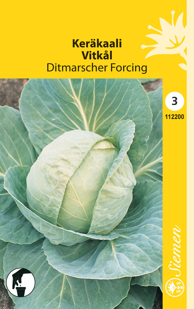 Keräkaali Ditmarscher Forcing