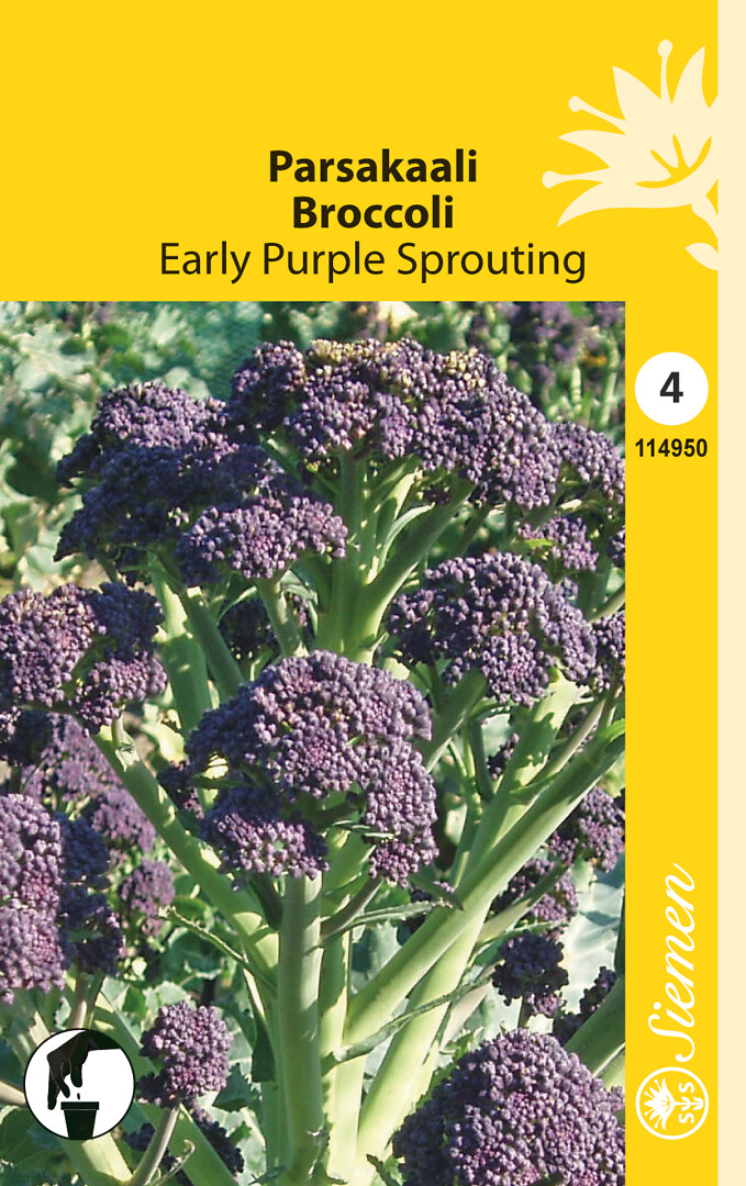 Parsakaali Early Purple Sprouting