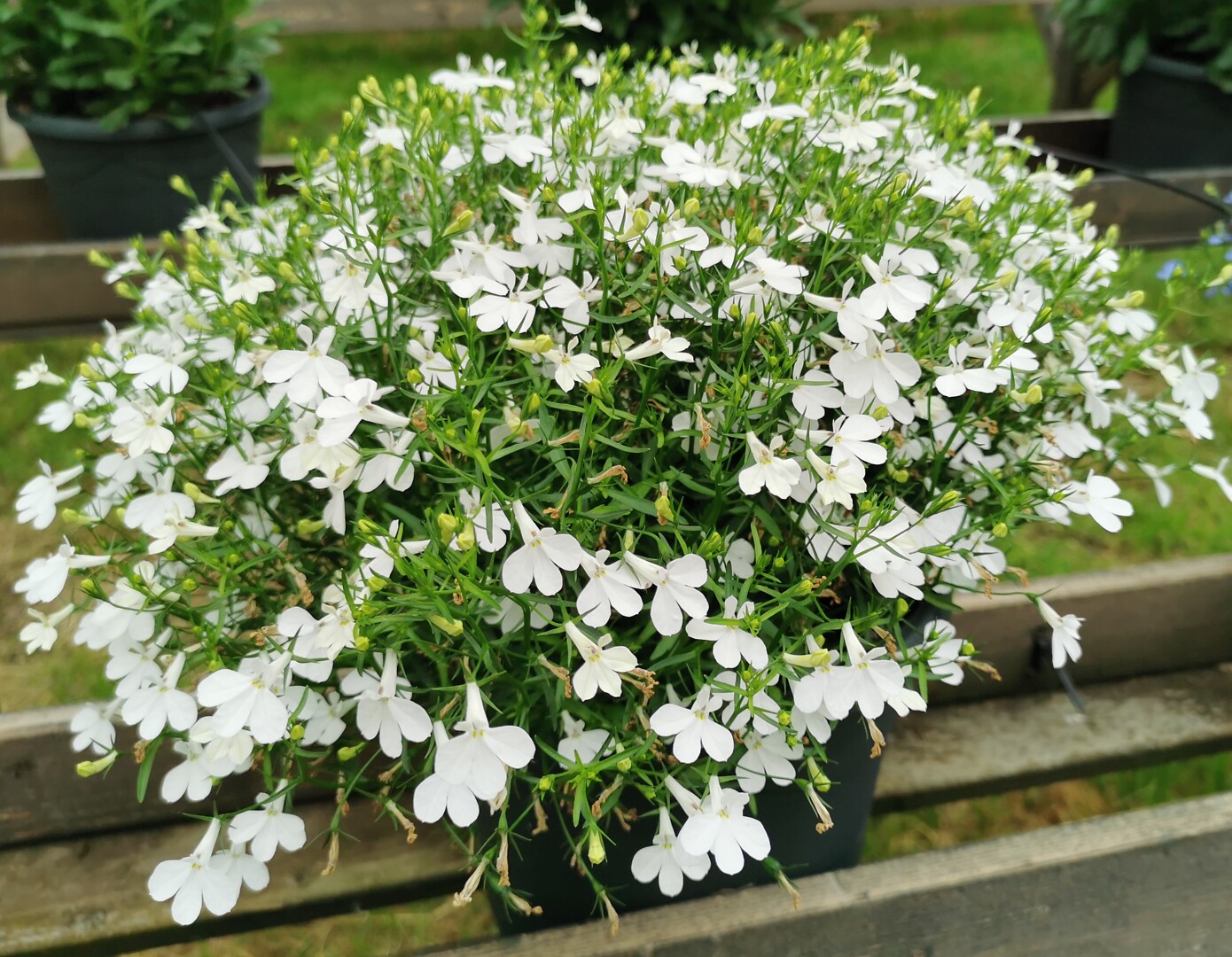 Lobelia erinus Suntropics® White