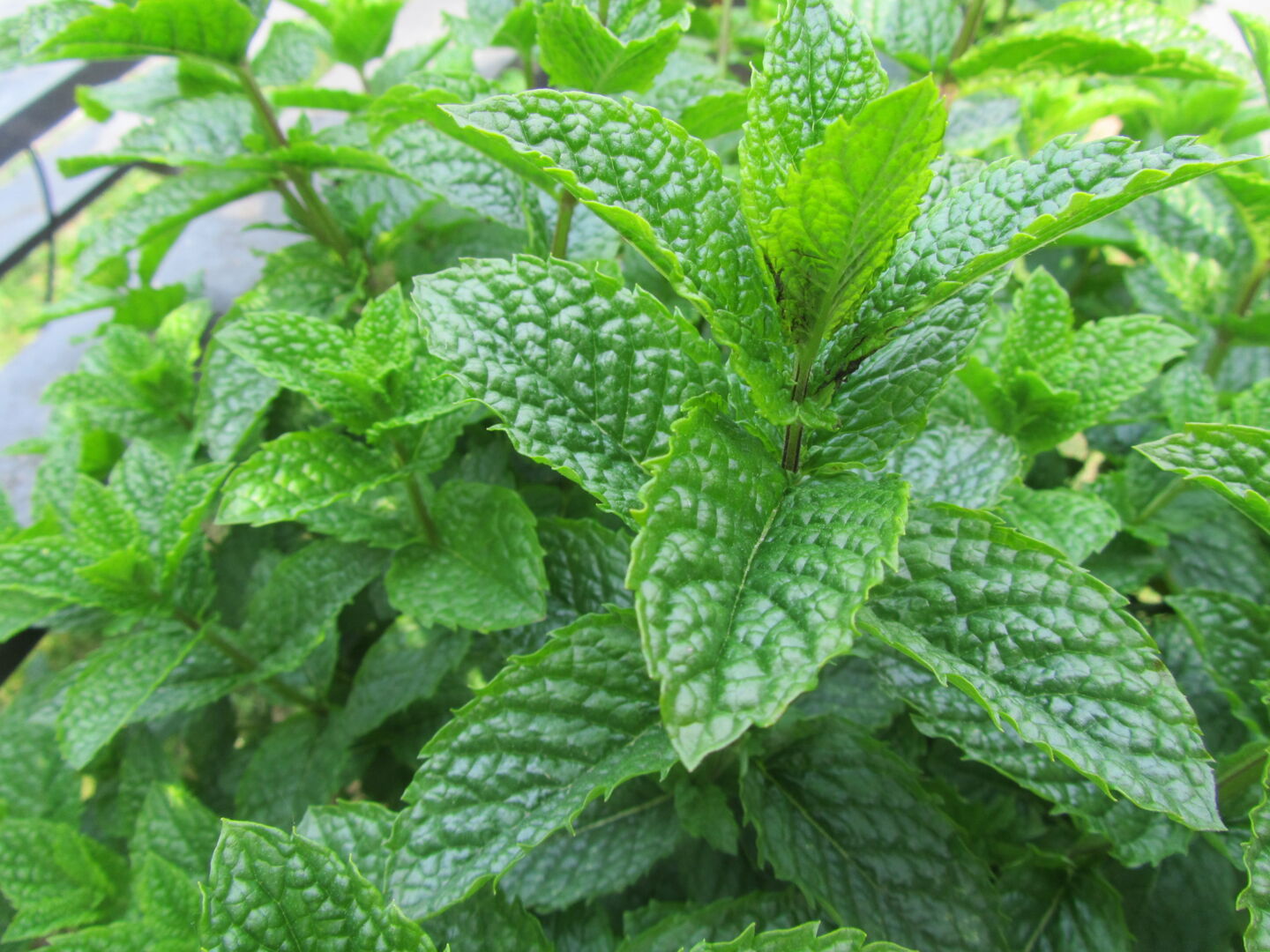 Mentha spicata Marokko Mint