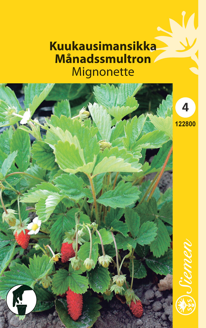 Kuukausimansikka Mignonette