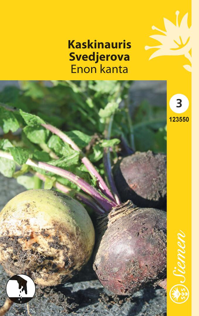 Kaskinauris Enon kanta