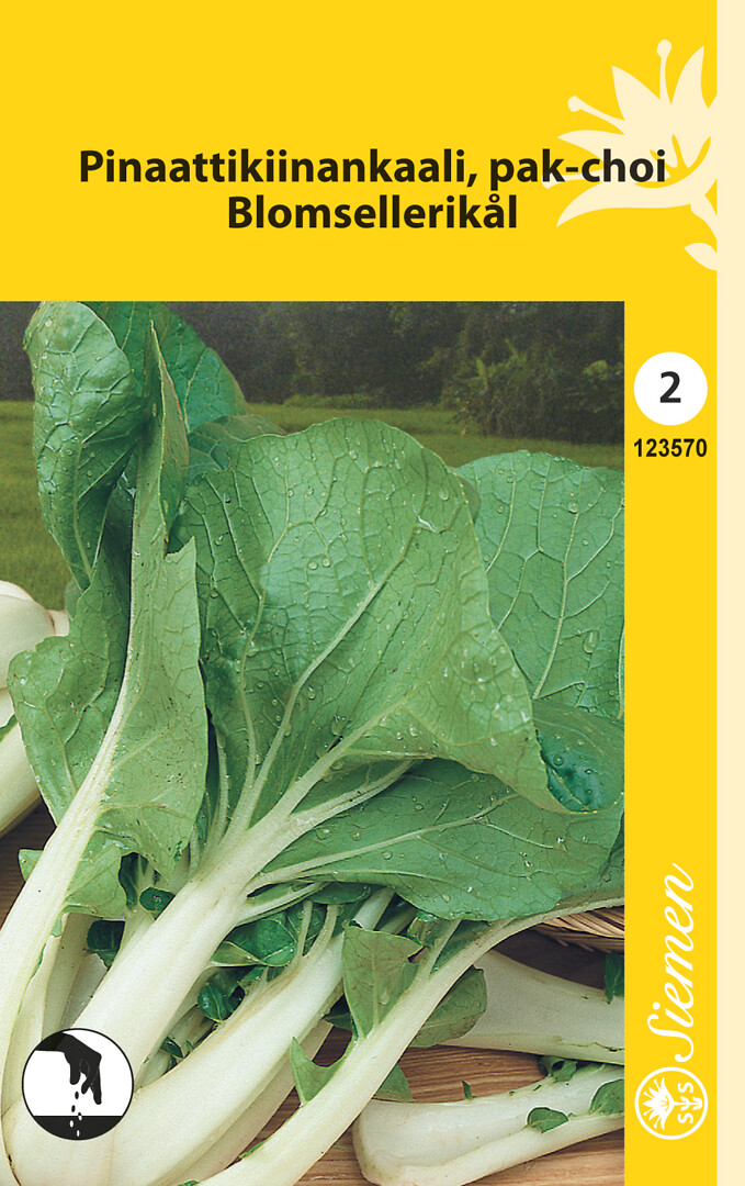 Pinaattikiinankaali eli pak-choi vihreä
