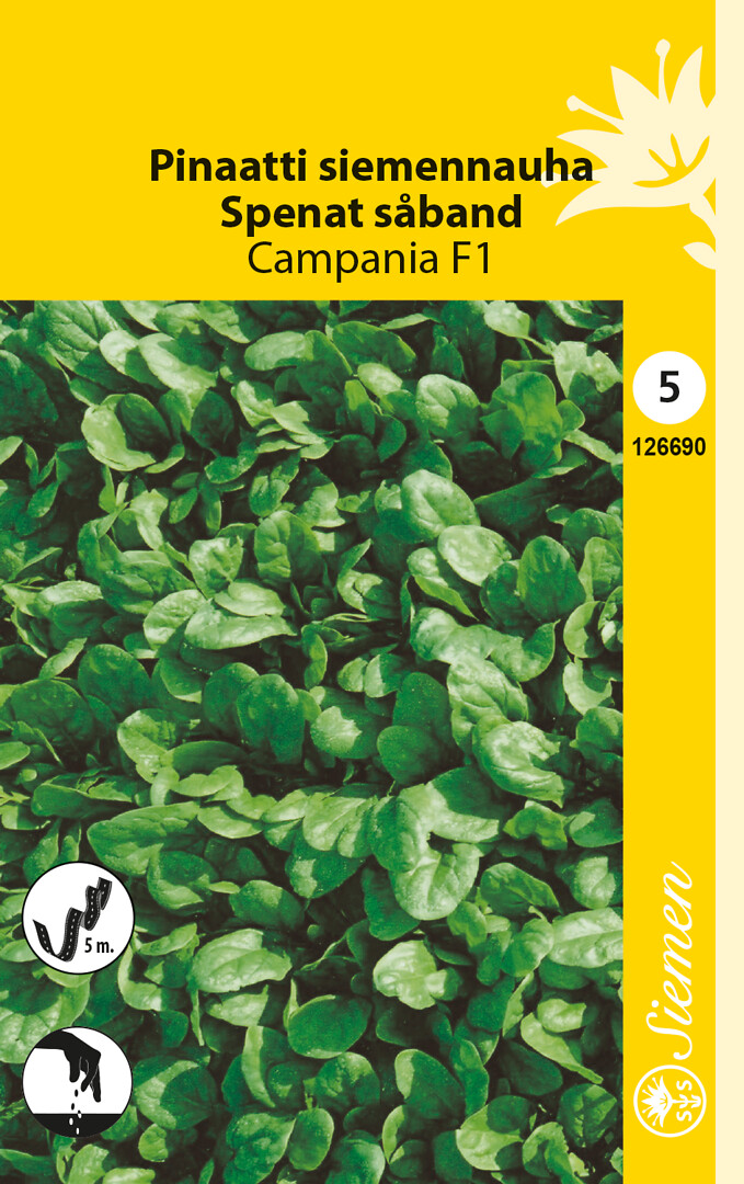 Pinaatti siemennauha Campania F1