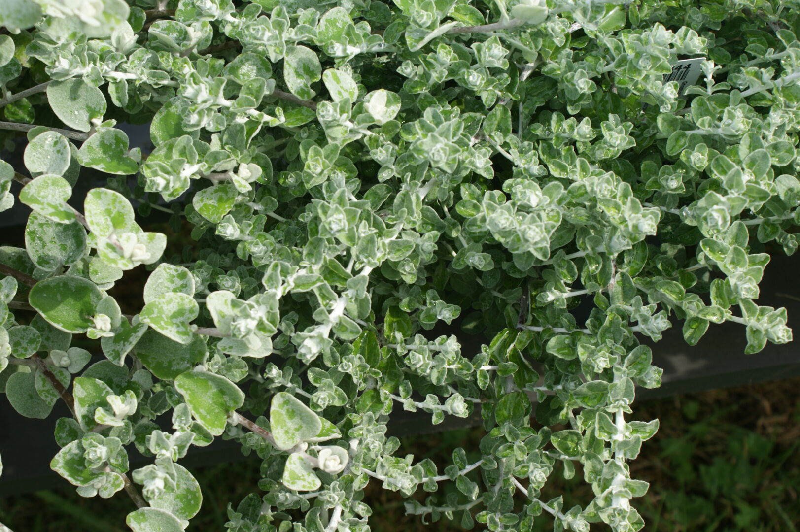 Helichrysum petiolare Silver Mini