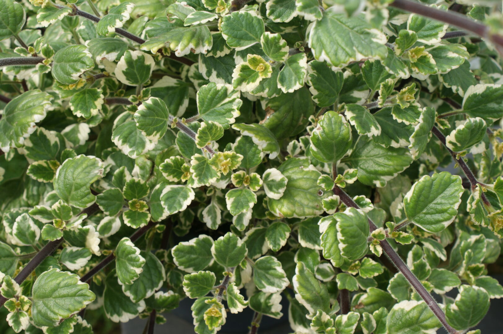 Plectranthus fruticosus Variegatus
