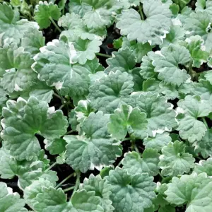 Glechoma hederacea Variegata (Nepeta)