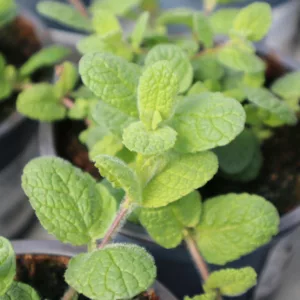 Mentha x rotundifolia Apple Mint