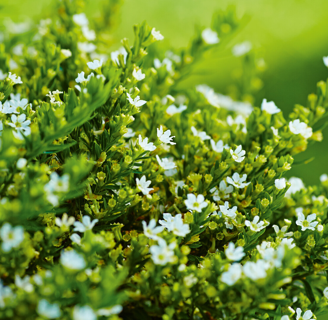 Cuphea Hyssopifolia White