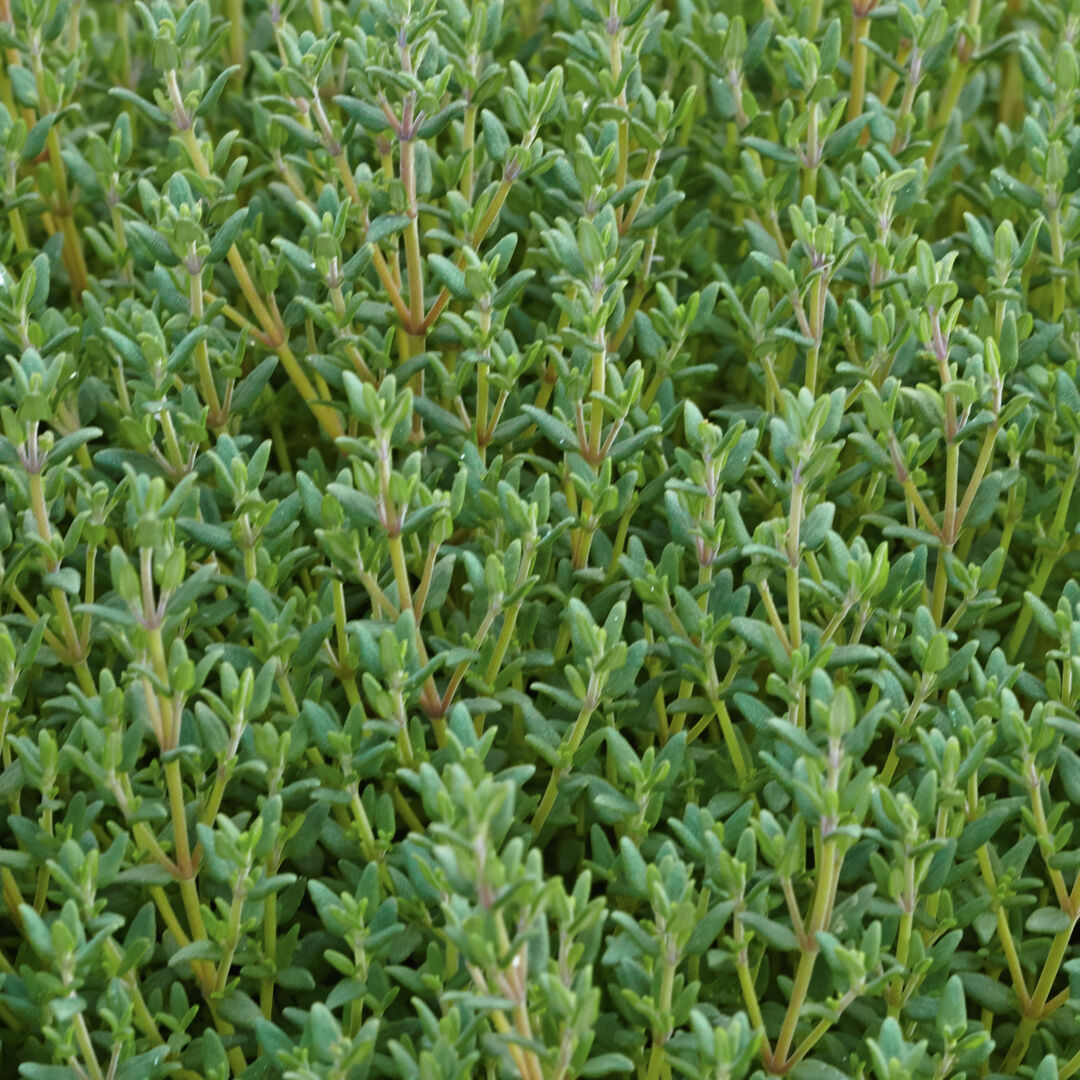 Thymus vulgaris 'Faustini'