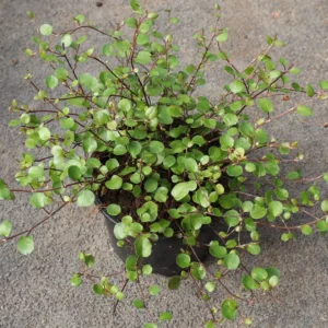 Muehlenbeckia Sealand compact
