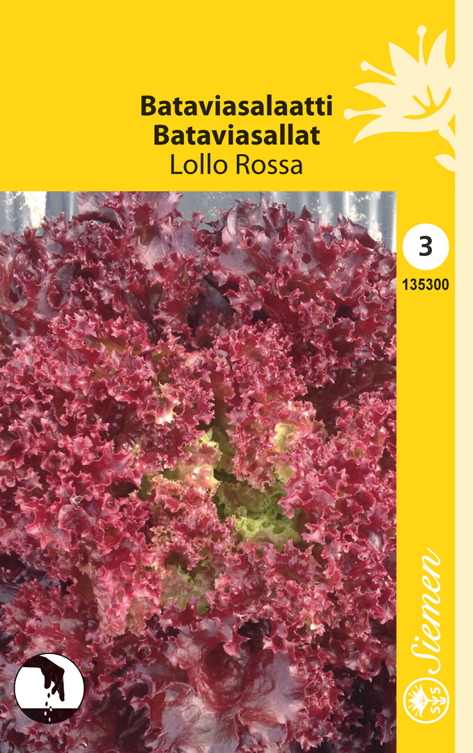 Bataviasalaatti Lollo Rossa