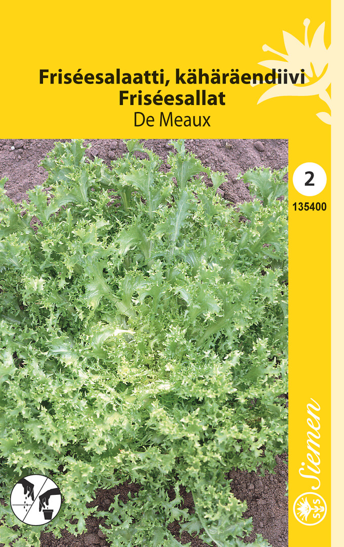 Frisée-salaatti eli kähäräendiivi Ruffec/De Meaux