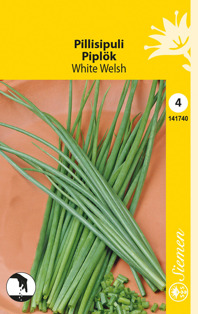 Pillisipuli eli talvisipuli White Welsh