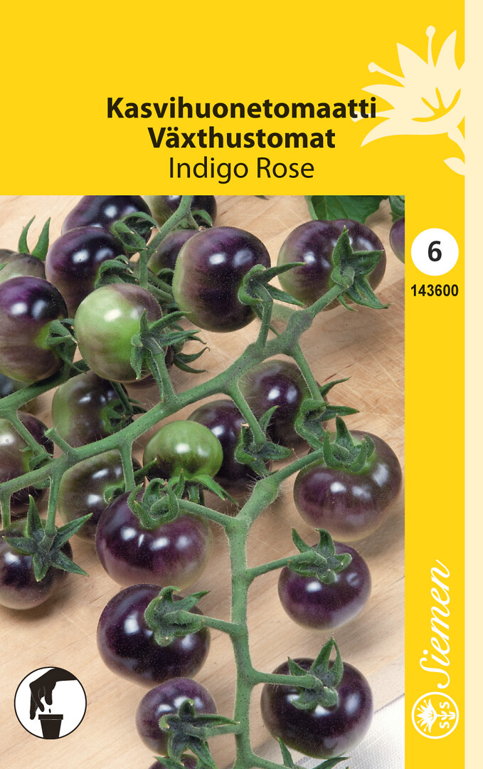 Kasvihuonetomaatti Indigo Rose