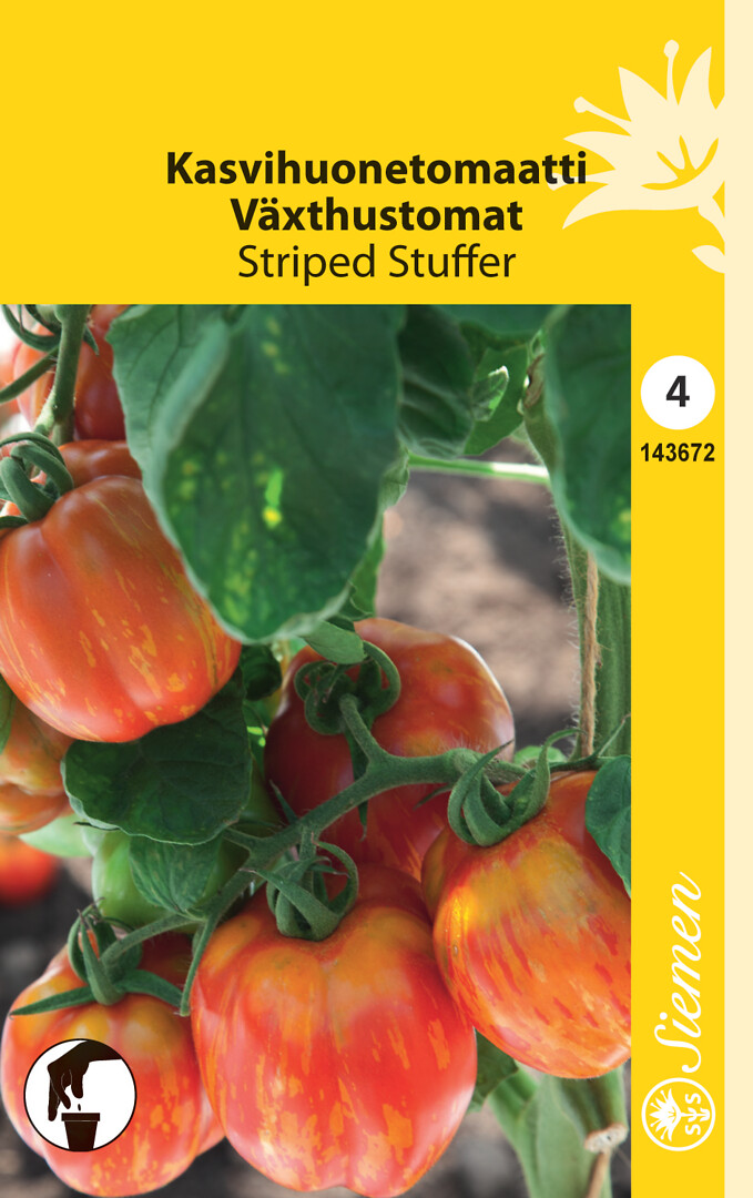 Kasvihuonetomaatti Striped Stuffer