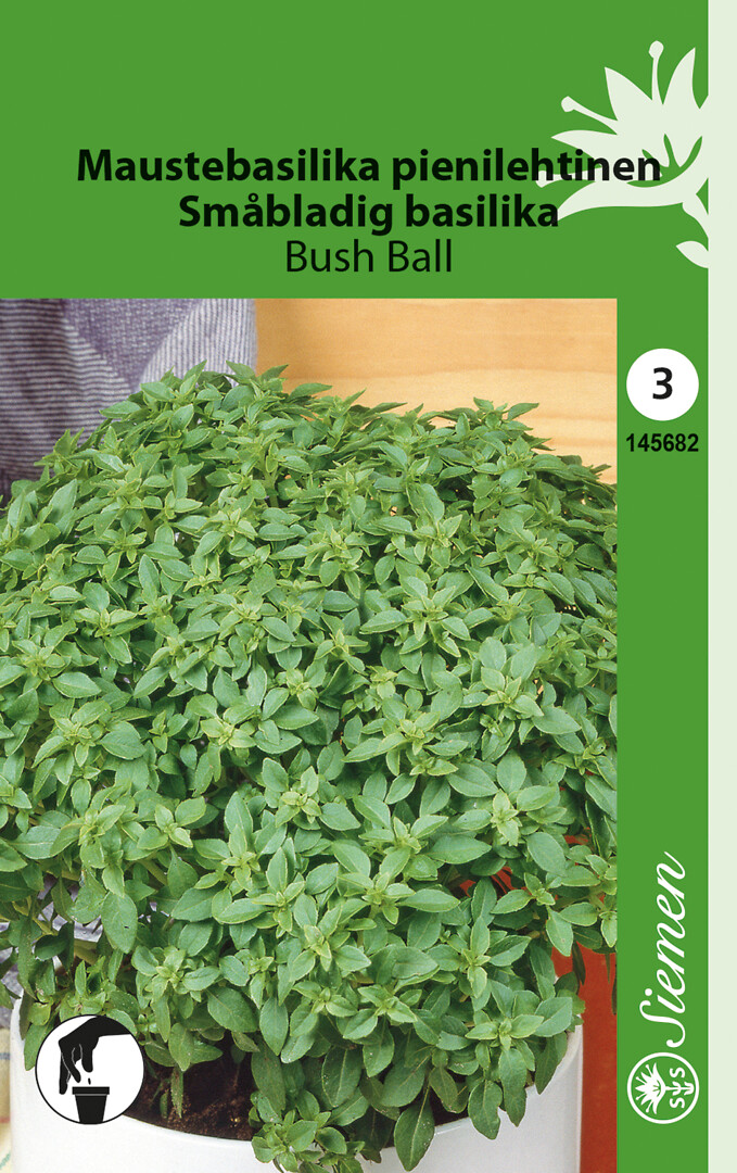 Maustebasilika Bush Ball, pienilehtinen